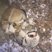 kočky oddychuju.....