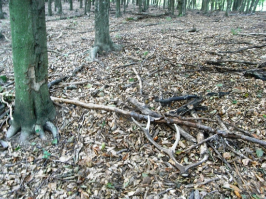 Ked neni jelen, mam aspon zhod