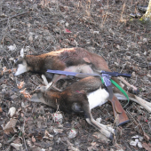 Silvestrovsky double