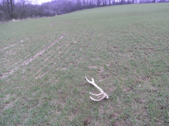 Rano ma takto cakal...