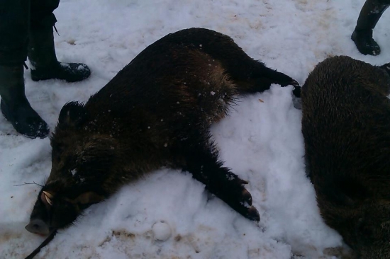 ešte zo spoločnej polovačky :)