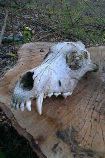 Chcel by som Vás len spýtať pre zaujmavosť z čoho to môže byť našiel som to v preri