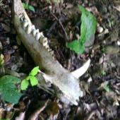 škoda  že len toto :( :)