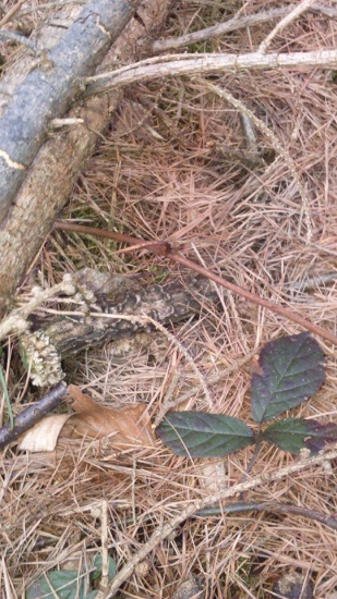 Zamaskovány pod čečinou