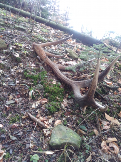 Prvý pohľad 14 torák 2,60 kg