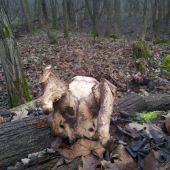 chirurgická presnosť