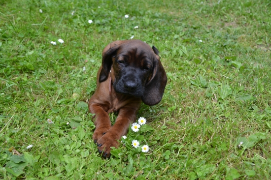 HART- JELENÍ CESTA 8 týdnů