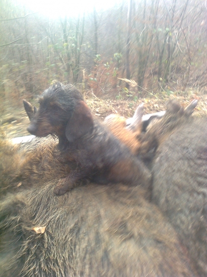 Na spoločnej poľovačke