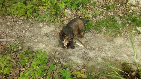 Nasa Serina na rybach