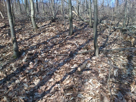 strnastoracik v prerezavke