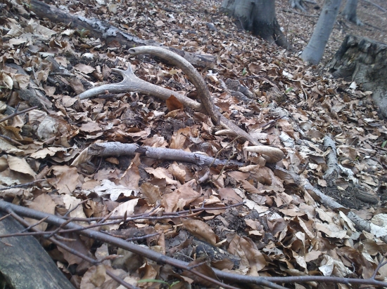 stredna vetva ako sa patri