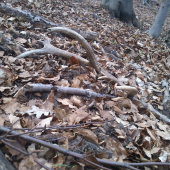 stredna vetva ako sa patri