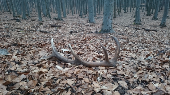 pekný dvanástorák