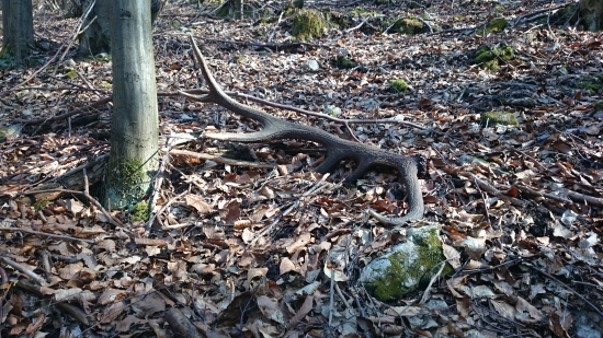 vlaňajší štrnástorák 2.3 kg