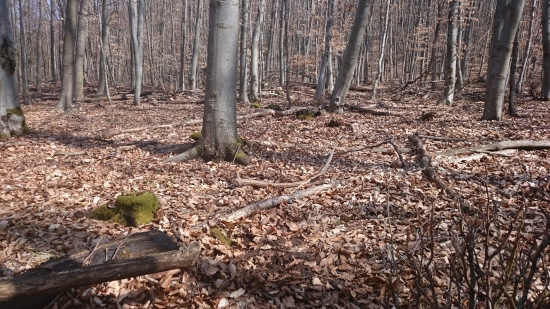 šestorák na ležovisku