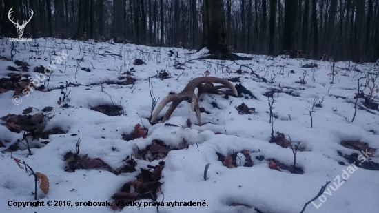 Šestnástorák