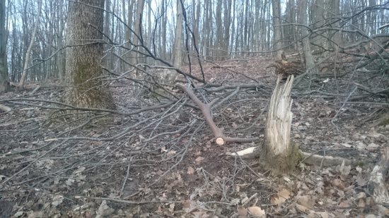 Opretý štrnástorák