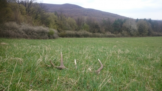 Poobednajší dvanástorák