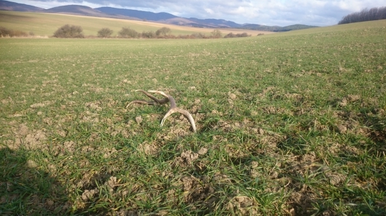 Vidlicový desatorák