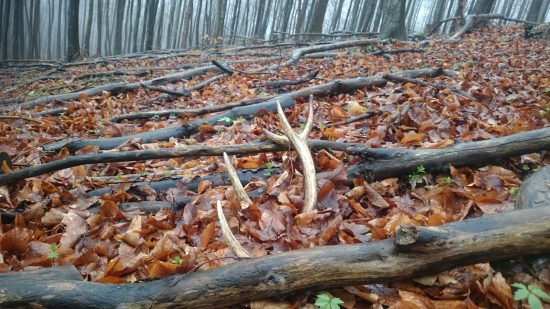 Zafúkaný desatorák