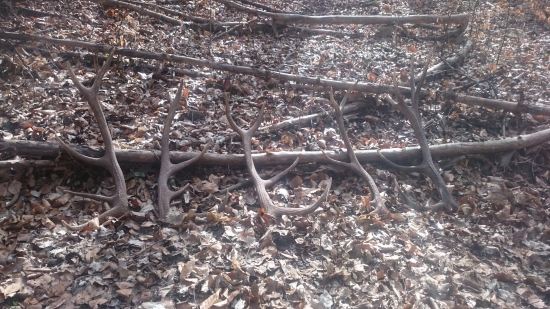 Keď ide všetko tak ako má,s kamarátom na zhodoch