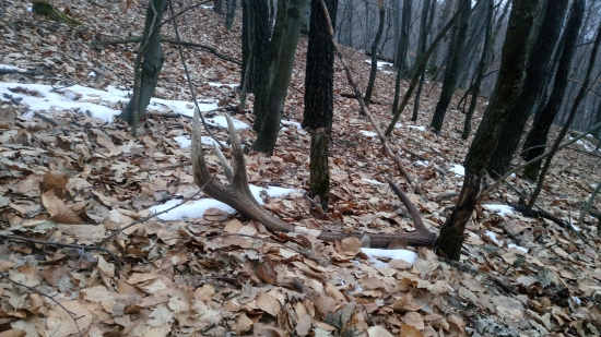 Nečakaný vlanajšák