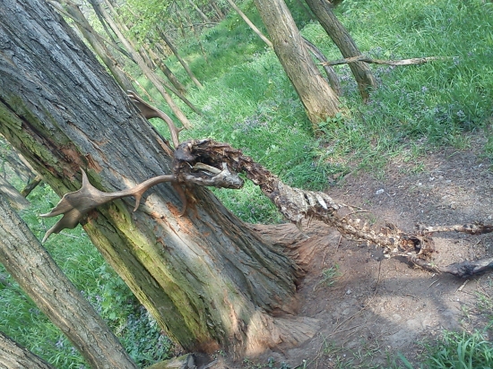 krutý koniec kráľa