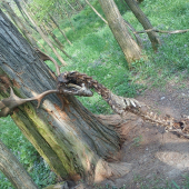 krutý koniec kráľa