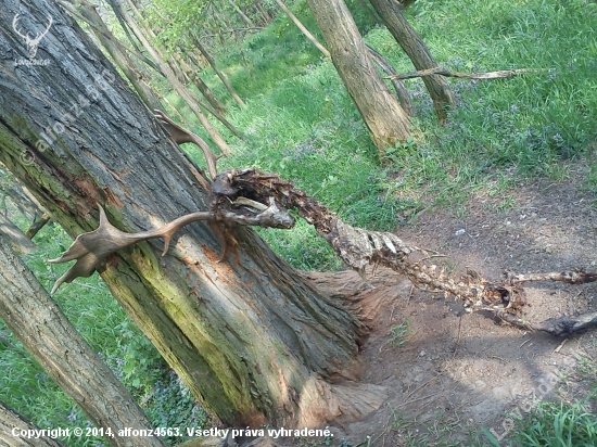 krutý koniec kráľa