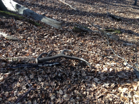 Môj prvý zlatý pohľad