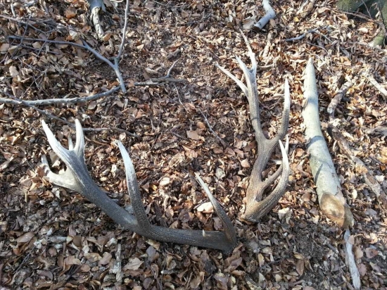 Zlatý pohľad, pára