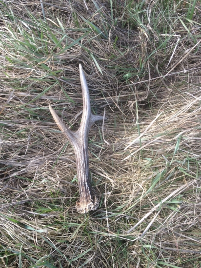 Keď nehladas a najdes