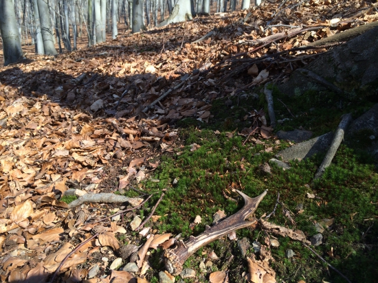 Šťastie v hĺbke lesa