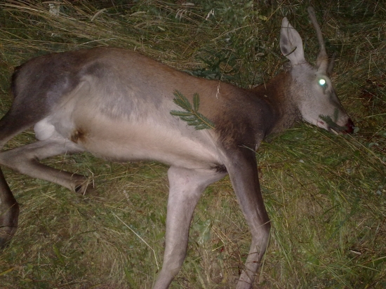 Môj prvý jelenček