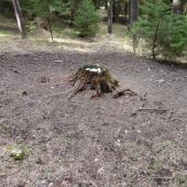 Soľník
