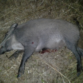 Piatkový spln