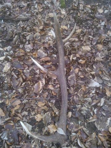 z bratrancovej zbierky (1)