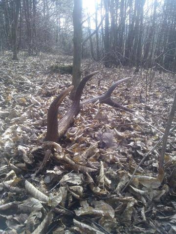 z bratrancovej zbierky (2)