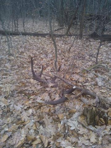 z bratrancovej zbierky (3)