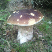 ojedinelý výskyt