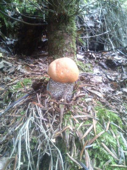 BREZÁK - kozák smrekový