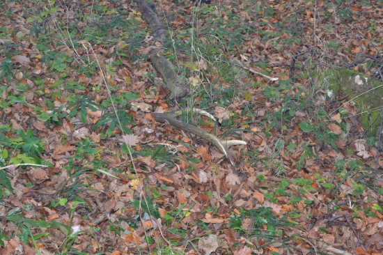 vynoril sa z lístia