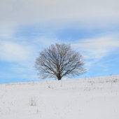 Ticho pred kúrňavou.
