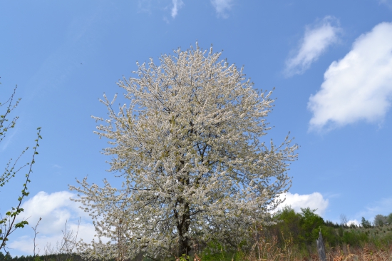čerešňa