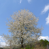 čerešňa