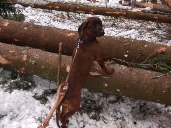 Candy z Pramenov Turca