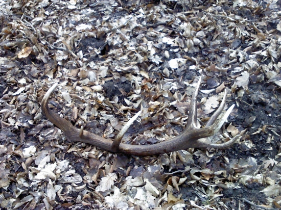 Dnes cerstvý!! Som neveril ... 3,90 KG