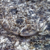 Dnes cerstvý!! Som neveril ... 3,90 KG