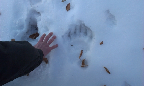 Stopa macíka s minulého roku