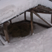 Prikrmovanie 2012